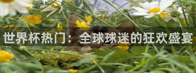 世界杯亚洲区预选赛赛程：世界杯热门：全球球迷的狂欢盛宴